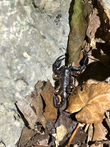 Italian scorpion