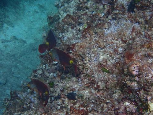 European Parrotfish