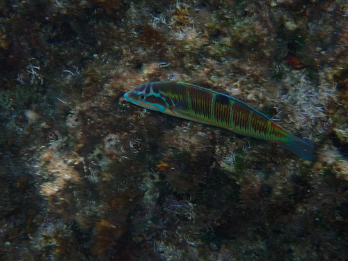Ornate Wrasse