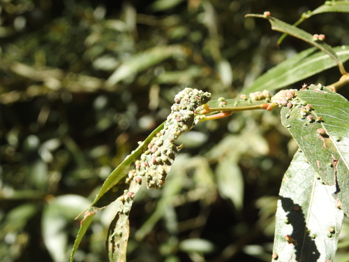 Willow Bead Gall Mite