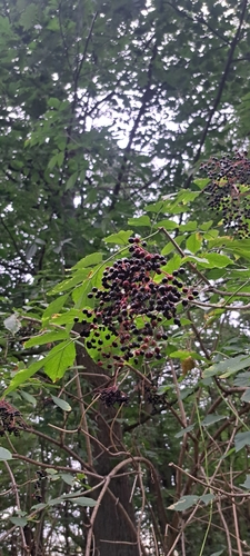 European black elderberry