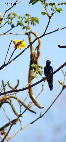 Swallow-tailed Hummingbird