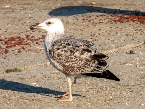 Yellow-legged Gull