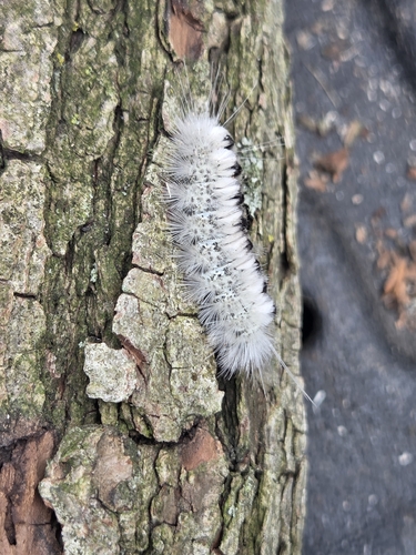 Hickory Tussock Moth
