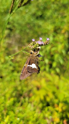 Silver-spotted Skipper