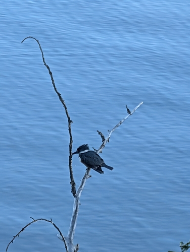 Belted Kingfisher