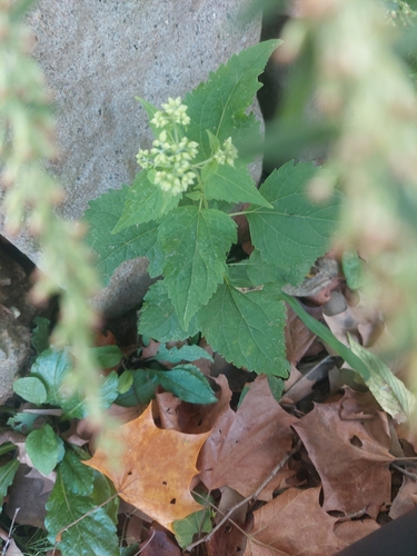 white snakeroot