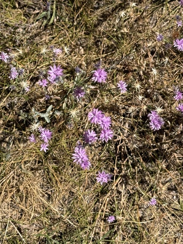 iNaturalist observation photo of Sierra lessingia