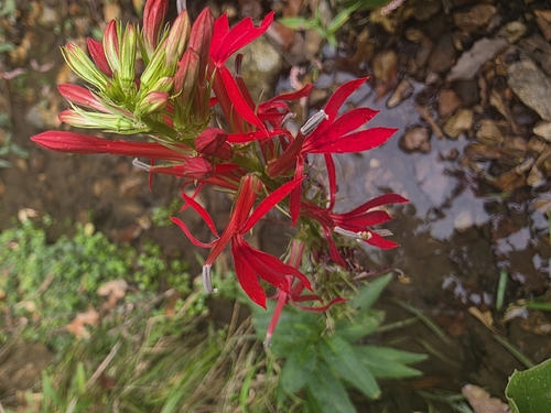 cardinal flower