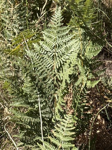 iNaturalist observation photo of common bracken