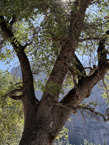 iNaturalist observation photo of California black oak