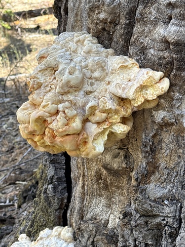 iNaturalist observation photo of Conifer Chicken of the Woods