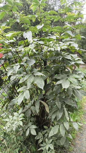 Erysiphe sambucina