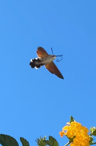 Eurasian Hummingbird Hawkmoth