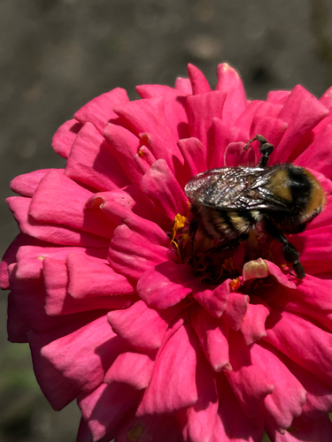 Northern Amber Bumble Bee