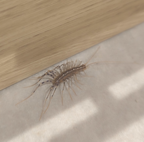 House Centipede