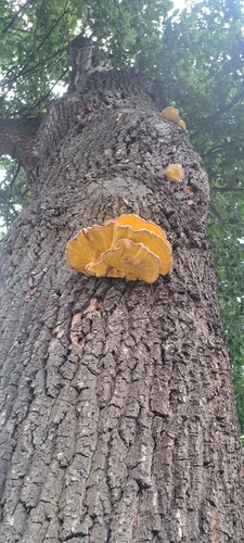 chicken of the woods