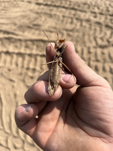 European Mantis