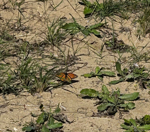 Viceroy