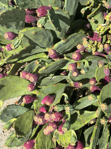 beach prickly pear