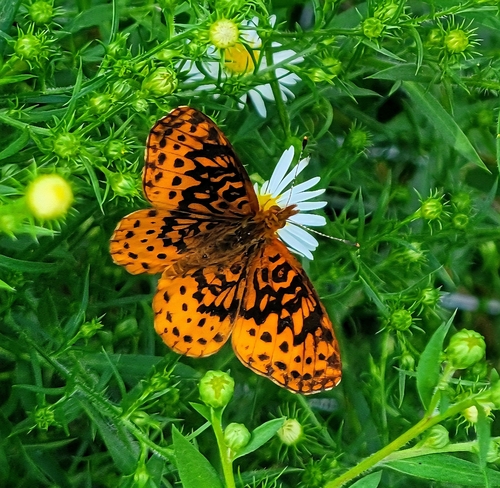 Meadow Fritillary