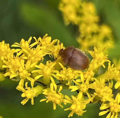 Cychramus luteus