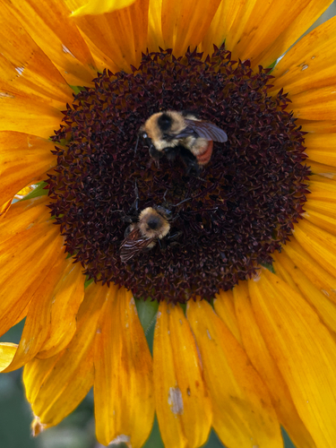 Red-belted Bumble Bee