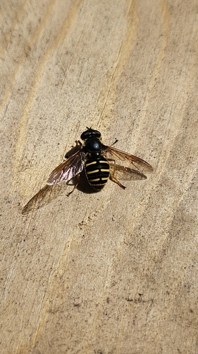 Western Pond Fly