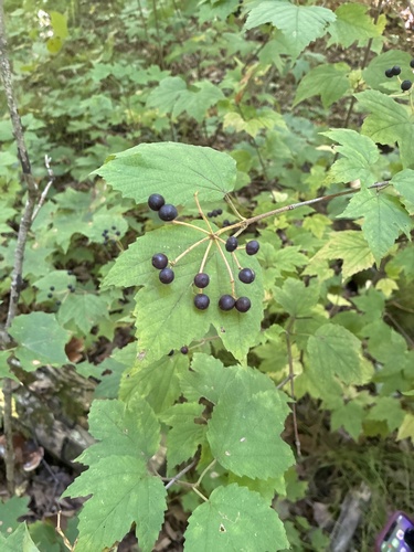 mapleleaf viburnum