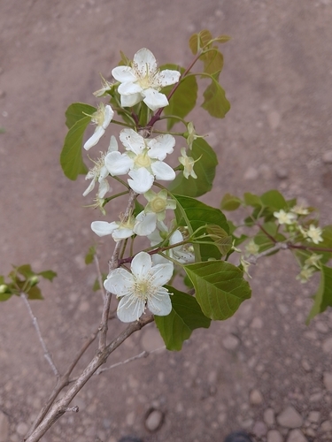 Campomanesia xanthocarpa