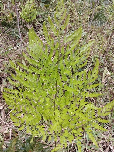leathery shieldfern