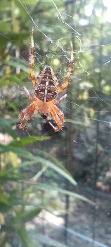 Cross Orbweaver