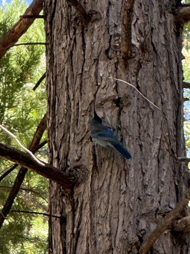 iNaturalist observation photo of Steller's Jay