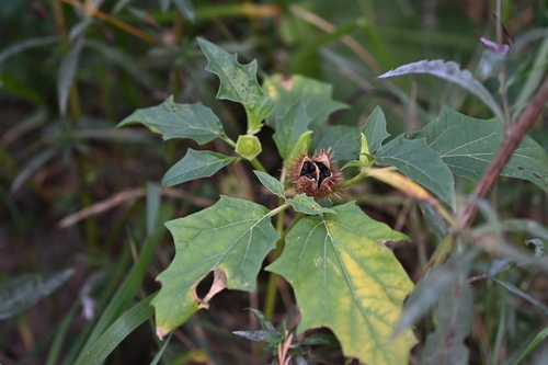 jimsonweed