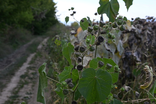 velvetleaf