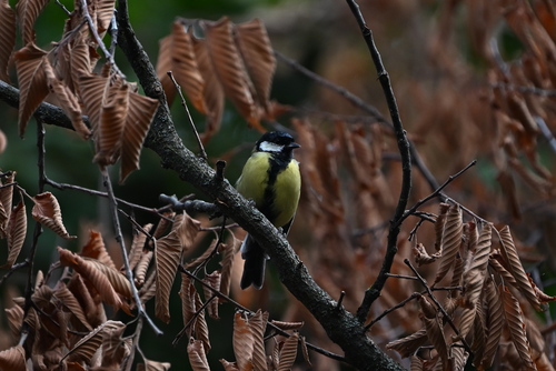 Great Tit