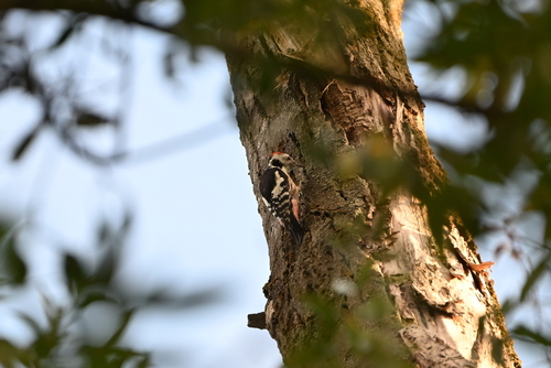 Middle Spotted Woodpecker
