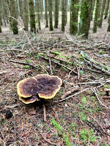 European Dyer's Polypore
