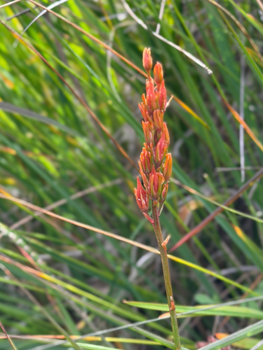 bog asphodel