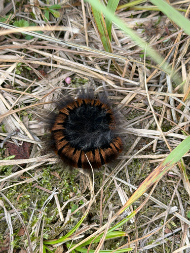 Fox Moth