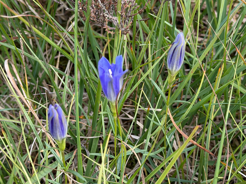 marsh gentian