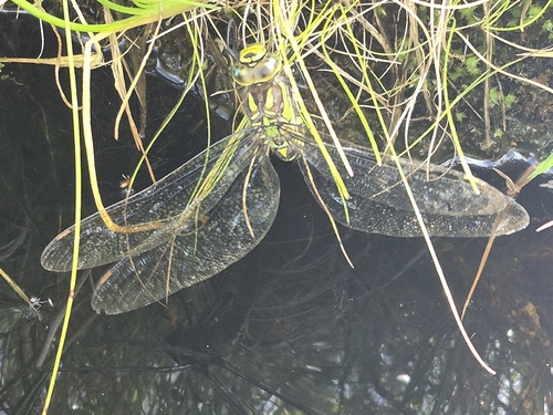 Southern Hawker