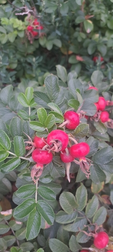 rugosa rose