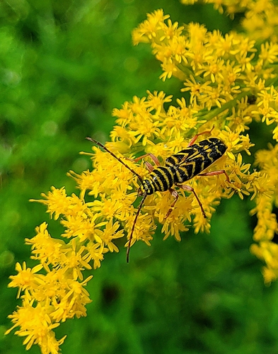 Locust Borer