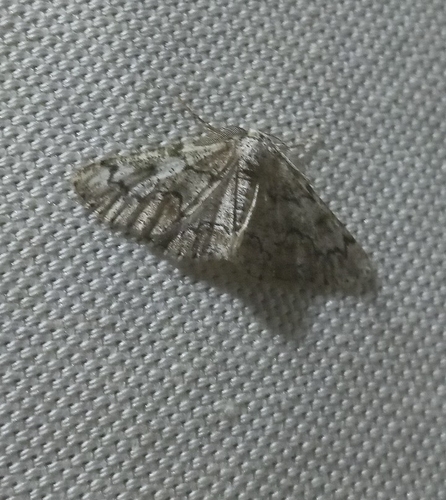 Brussels Lace