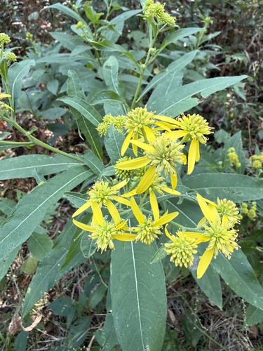 Wingstem