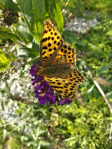 Queen of Spain Fritillary
