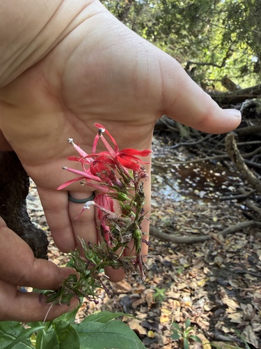 cardinal flower