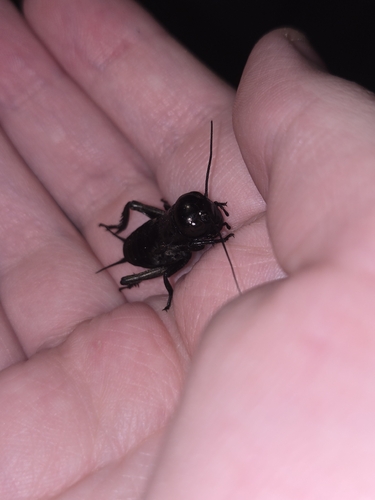 European Field Cricket