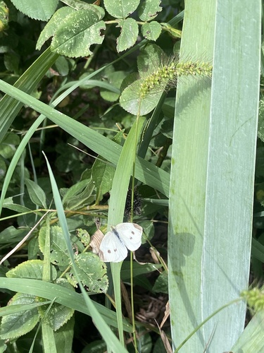 Small White
